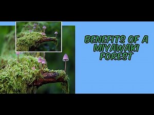 What are Benefits of Miyawaki Forest