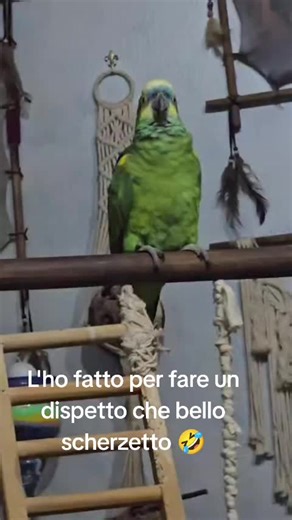 Garuda l'ha fatta nel letto 😱 Pappagallo dispettoso scherzetto del pappagallo. Carletto 😂🦜 Amazzone cantante divertente. Medley parrot crazy parrot music dance parrot sounds the best parrotdancing parrots Forever parrots Amazing parrotlove parrotlover parrotdancing pappagaio cantor Amazzone fronte blù parrot talk-show #viralvideos #videoviral #following #foryoupage❤️❤️ #foru