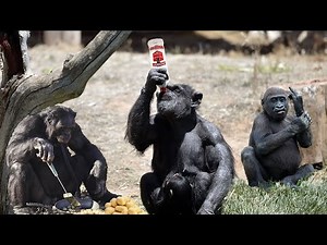 Masters of Tricks and Imitation: Monkeys Playing Humans !