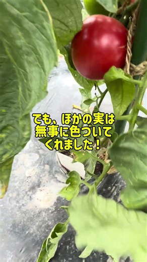 【桃太郎トマト初収穫】尻腐れ症でショック…でも初めての1個が最高に美味しかった！🍅