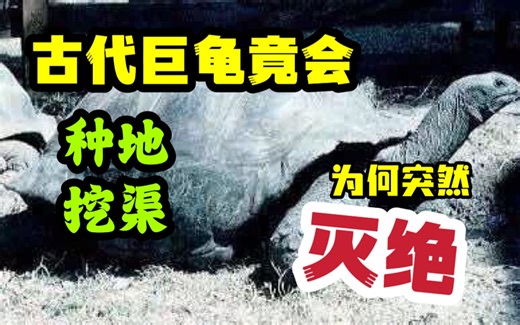 地球曾存在巨龟建立的“文明”为何在距今200年骤然消失。
