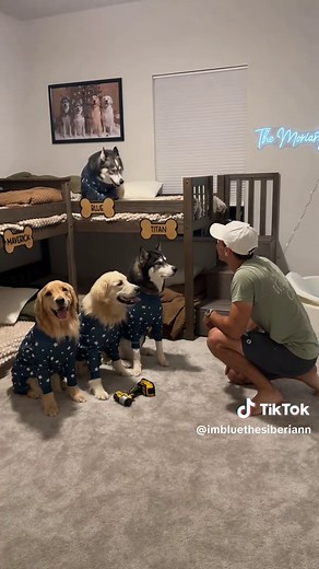 Foster Puppies Settling In: Golden Retriever & German Shepherd Joy