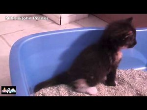 Kitty pooping in a litter box for te firs time ever! Warning: CUTE!
