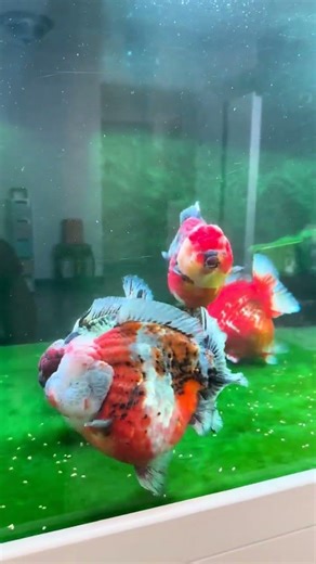 Watching it makes people envious! What a great goldfish! #fish #koi #goldfish
