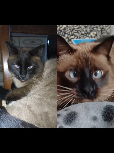 #duo avec @Java siamois Clown #parodiepub Tyson & java duo Chat 😸❤️