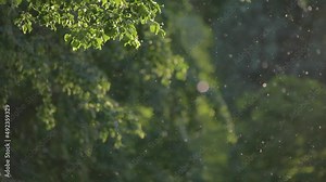 Pollen and particles fly through the air on a windy day. Telephoto lens with depth of field. Branches move in the wind.