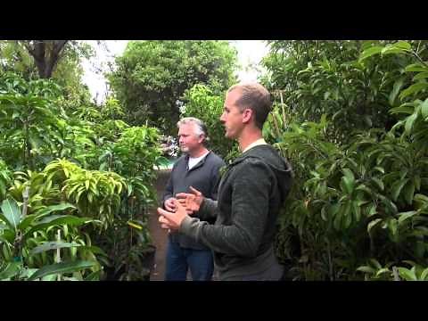 Mango tree varieties at Shamus O'Leary's Tropical Fruit Trees