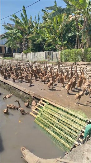 HASILMELIMPAH KLO TAU CARANYA
