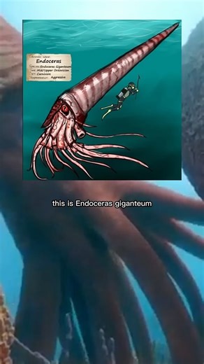 Endoceras Also Known As Cameroceras Was The BIGGEST Animal From The Ordovician Period.