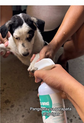 Effective Flea and Tick Spray Solutions