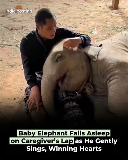 INDIA POSTING on Instagram: "A heart-melting video shows a baby elephant peacefully falling asleep on her caregiver’s lap as he gently sings to her. The tender moment highlights the deep bond and trust between the two, leaving viewers across social media smiling and emotional. 🎥: IG/@rachellehaven5 Disclaimer: NO COPYRIGHT INFRINGEMENT INTENDED! We do not own the rights to this video and photo used in this reel and post. All credit goes to the original creator. This video is shared for informat