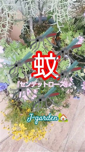 🦟蚊香龍🦟ハーブゼラニウム 🦟センテットローズ 花 #shorts #花 #garden