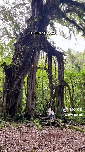 REKOMENDASI 5 BEST SPOT DI KEBUN RAYA BALI!🌲🍃 1. Rumah Kaca Kaktus Dengan luas bangunan 500 m2, terdapat ribuan spesimen tanaman Kaktus dan Sukulen di taman ini, seperti kaktus kursi mertua (Kroenleinia grusonii), tanaman giok (Crassula ovata) hingga tanaman buah naga. Rumah kaca ini berfungsi untuk menjaga suhu tetap panas sehingga sesuai dengan habitat asli kaktus dan sukulen. 2. Taman Anggrek Taman dengan luas 0,5 Ha dan tercatat memiliki 3155 spesimen dari 275 jenis anggrek (terupdate pada