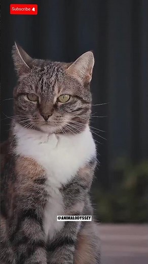 How Animals See the World: Cat, Snake & Mosquito Vision Explained! #animals