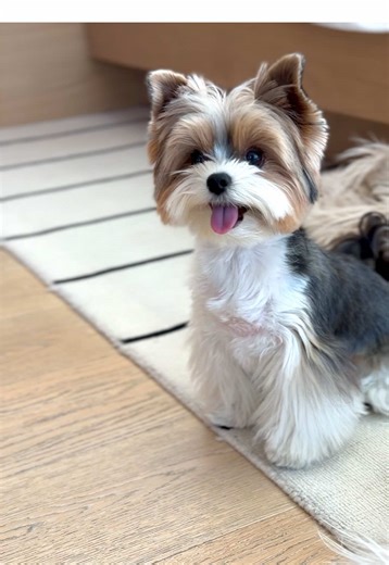 The Joy of Fetch: Benny the Energetic Dog