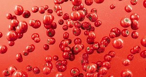 Explosión de tomates. Tomates en cámara: video de stock (totalmente libre de regalías) 1101318239 | Shutterstock