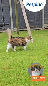 And they’re off... Our 3 Petplan cats have started their “Curious Cat Challenge” and it won’t be long until we find out where their travels take them. Will it be a whisker-raising adventure or a cat-astophe.... ? If you haven't already there's still time to vote for the kitty you think will roam the furthest on our profile page. Good Luck – The Petplan team | Petplan UK