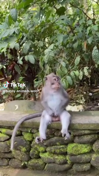 Funny Animals World on TikTok