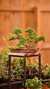 Empezar tu camino en el bonsái significa entrar a un arte que combina técnica, sensibilidad y reflexión. Comienzas aprendiendo a observar el árbol, entendiendo su ritmo y sus necesidades. Después, descubres cómo cada cuidado fortalece tu paciencia y tu enfoque. Con el tiempo, esta práctica se convierte en un espacio de calma que mejora tu equilibrio emocional. DM for credits or removal request (no copyright intended) ©️ All rights and credits reserved to the respective owner(s). | Mundo Bonsai