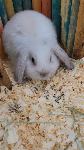 Meet Todd the Mini Lop! 🐰💛 Todd is just 10 weeks old and already a total ball of love! Mini Lops are known for their gentle, laid-back personalities and make wonderful companions. With a little patience, they can be litter trained and even free-roamed indoors! These adorable buns can live 11–12 years, so it’s important to do your research and make sure you’re ready for a long-term furry friend. Mini Lops are among the most friendly and handleable rabbit breeds — perfect for families or anyone 