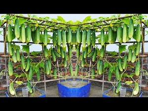 How to grow HUGE cucumbers in plastic containers! Lots and lots of them