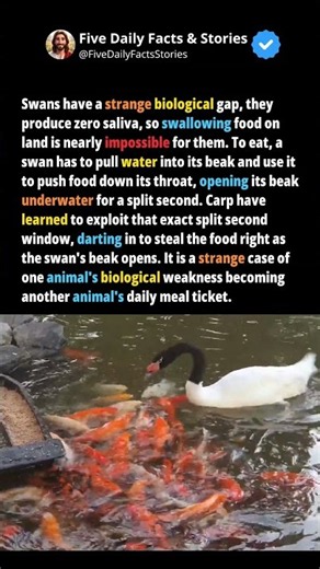 The Fish That Steal Food From A Swan's Own Mouth