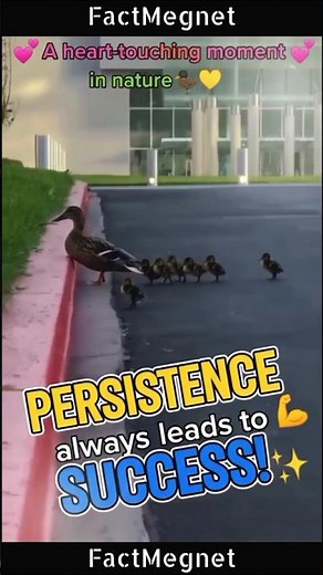 Baby Ducklings Never Give Up 💪|persistence always leads to success 🦆#Motivation #inspiration #facts