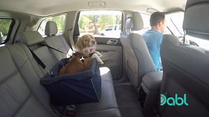 Does your dog get car sick? Pet expert Brandon McMillan needs to remedy this dog's queasiness so he can join his new parent-to-be on their frequent road trips. Watch how he gets this puppy road trip ready! Get more dog advice on Lucky Dog! Watch for FREE on Dabl Network TV! Visit https://bit.ly/2sGTUwA for where to watch! #Dabl #DablNetwork | Iconic TV Moments
