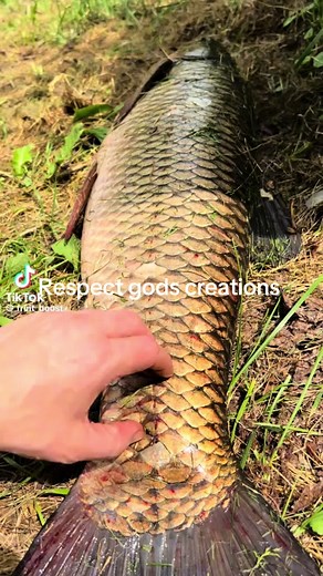 Respect the fish #viral #fyp #fishing | fruit_boost