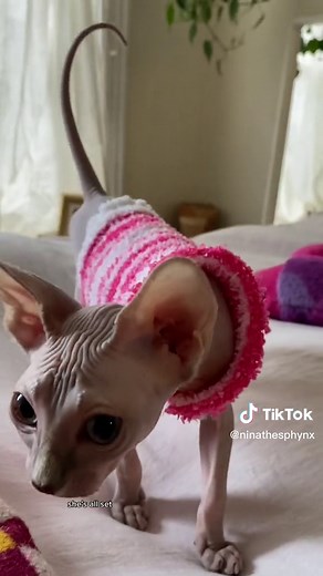 Corathenakedcat on TikTok