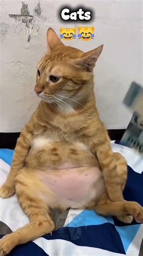 Funny cat With ATM |🐱😹🤣#funny #shorts #shortsfeed #catsfunny #catsfunnyvideos #catshorts #viral