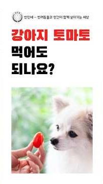 Can dogs eat tomatoes? - Short-form