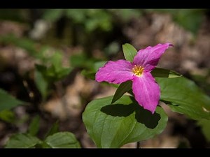 Trillium Bloom at Thompson WMA