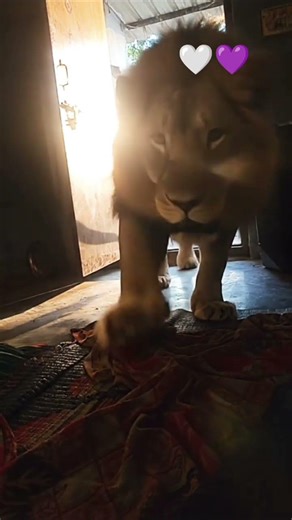 Pradeep short video Bhojpuri tiktok video 💜🤍🤍🥀💔💔💞❤️‍🔥❤️