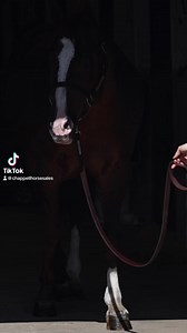 Peptoboonsmal stallion sells February 24th in Billings Montana Billings Livestock Horse Sale. All info is on our website ➡️ https://www.chappellhorsesales.com/bls Slavin Equine Parker Slavin #stallion #Peptoboonsmal #stud #horse #ranch #ranchlife #horsesale #chappellhorsesales 🎥Take The Reins Marketing | Chappell Horse Sales