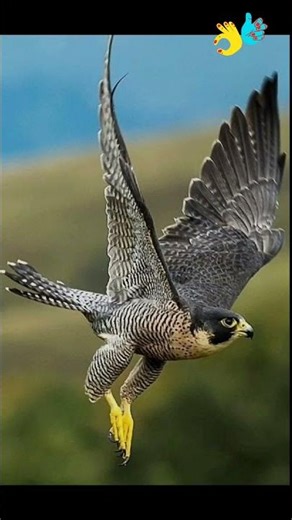 faucon #wildlife #birds