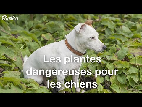 Plantes dangereuses pour les chiens ❌