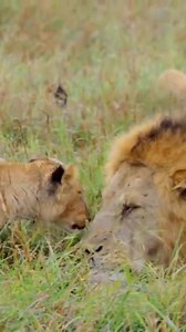 What if all humans were like this lion father and this lion cub? A greater love! 🦁 🦁 ❤️ #lions #lion #father #dad #cub #son #truelove #love #wild #wildanimals #wildlife #animals #animallovers #animalsofinstagram #moment #nature #video | Joäo Marques