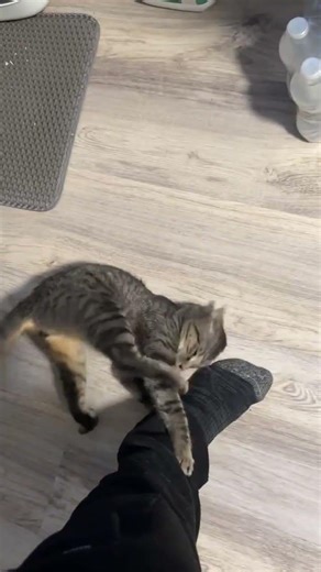 I think my kitty is possessed or on crack 😹