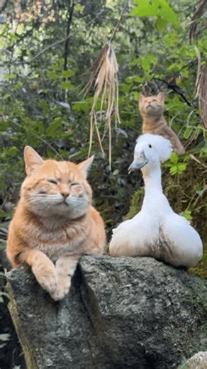clip-3968241519-unexpected-trio-contented-cat-crested-duck-watchful