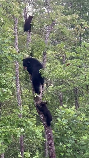 Black Bear and her cubs playing in the trees 🌳🐻 #animals #wildlife #beautiful #nature #baby #cute