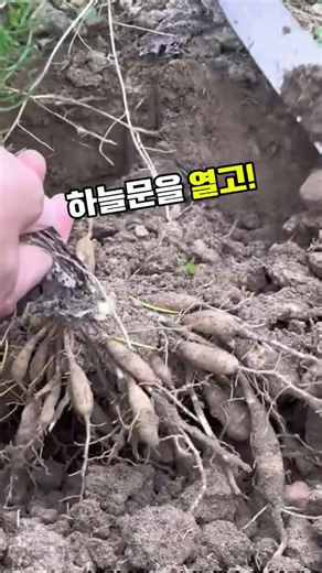 천문동 #천문동효능 #천문동뿌리 #기관지건강 #폐건강 #목건강 #마른기침 #사포닌 #자양강장 #약초차 #야생약초 #산야초 #전통약초 #한방약재