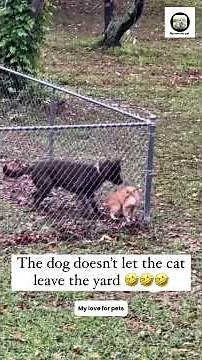 Funniest Animal Reactions Ever Caught on Camera! 😂 | You’ll REPLAY These