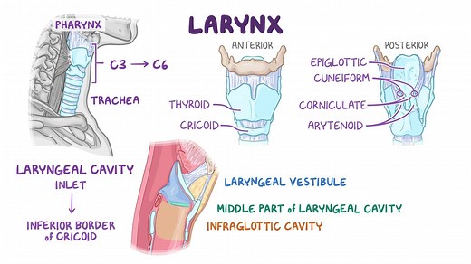 Video: Anatomy of the larynx and trachea - Video Explanation! | Osmosis | Osmosis