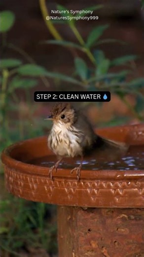 How to Attract Sparrows Back to Your Garden 🐦🌿