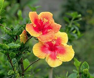 Hibiscus flower care 101: Outdoors and indoors
