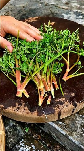 The Secret Health Benefits of Water Celery! #shorts #plants #farming