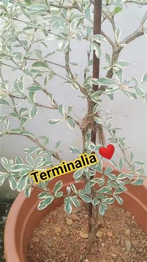 our terminalia, ❤️#shorts #plants #gardening
