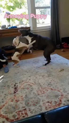 25K views · 17 reactions | Sometimes puppies can be really obnoxious to the dogs they live with, and they don’t seem to learn how to act from them. If things aren’t going well, we recommend acting, especially as we frequently see dogs who just can’t get along at all in their households. What would you do in this situation? Comment below. #dogbehavior #dogsofinstagram #dogbrain #puppyclass | Thinking Canine | Facebook