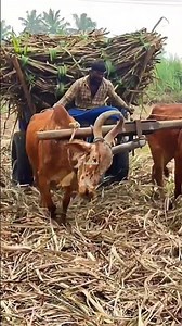 மாட்டுவண்டி | bullock cart ride | bullock cart race | bullock cart videos | farm animals | cow